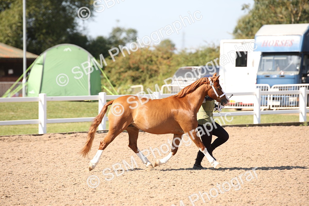 SBM_02695 - Class 16 IH M&M Wildcard