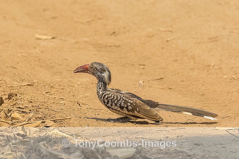 Southern Red Hornbill - Mana Pools ~ The Birds