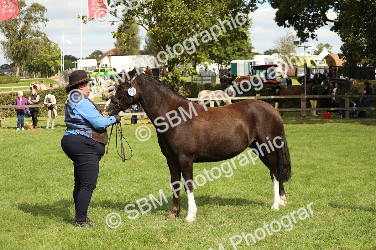 SBM_65477 - S47 - Mountain & Moorland In Hand Large Breeds