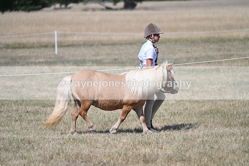 WJ7_1198 - Class 41 Prettiest Mare