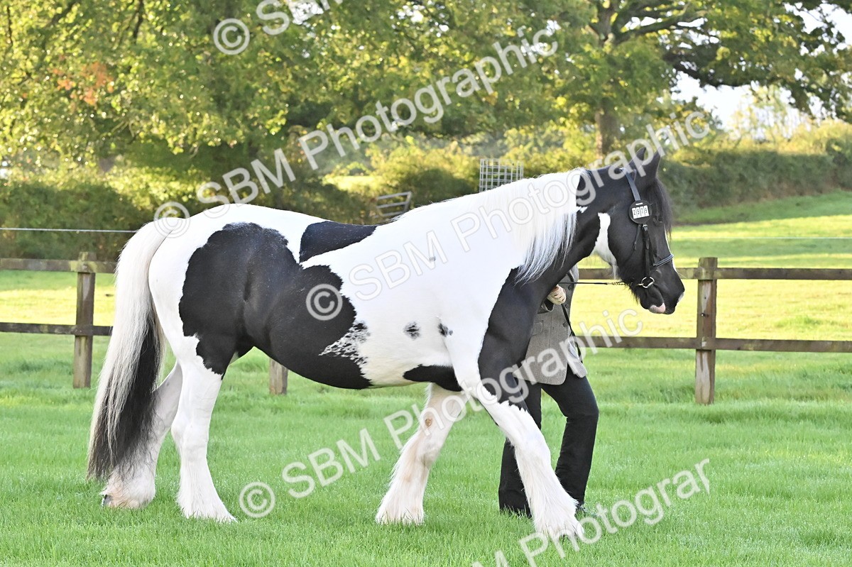 SBM_32539 - S15 - Top Turnout In Hand