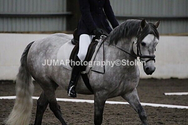 SIAL4015 - CAbin Dressage 5th july 2025