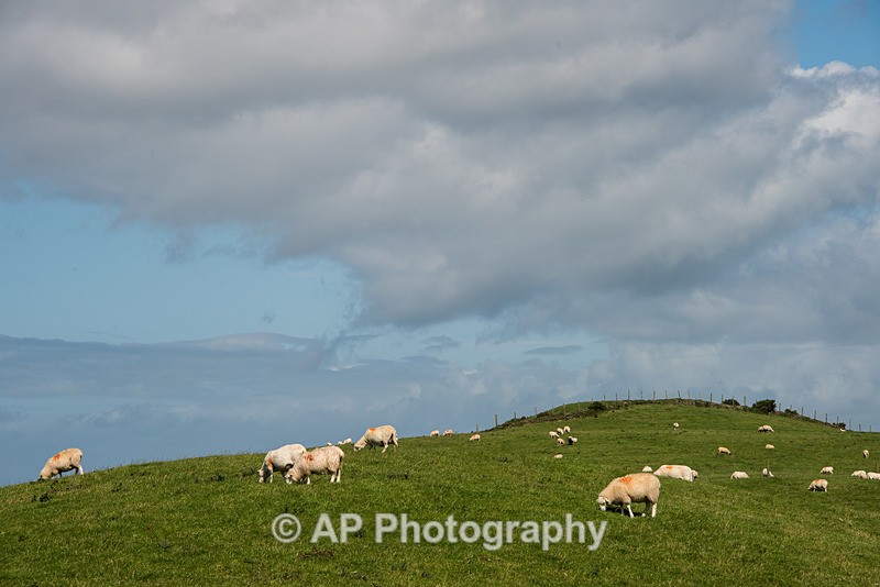 ACP_2462-1 - Rural Views