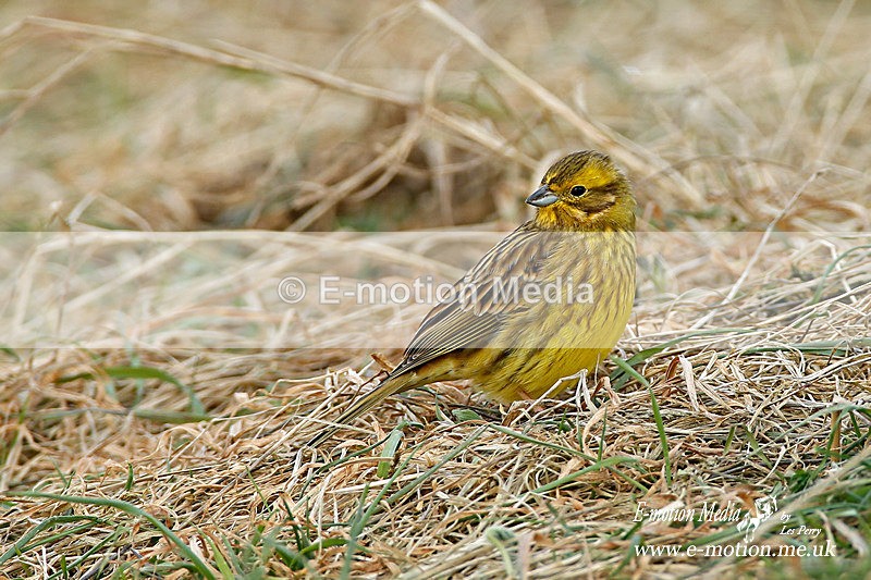 Siskin 120313 6 - Nature