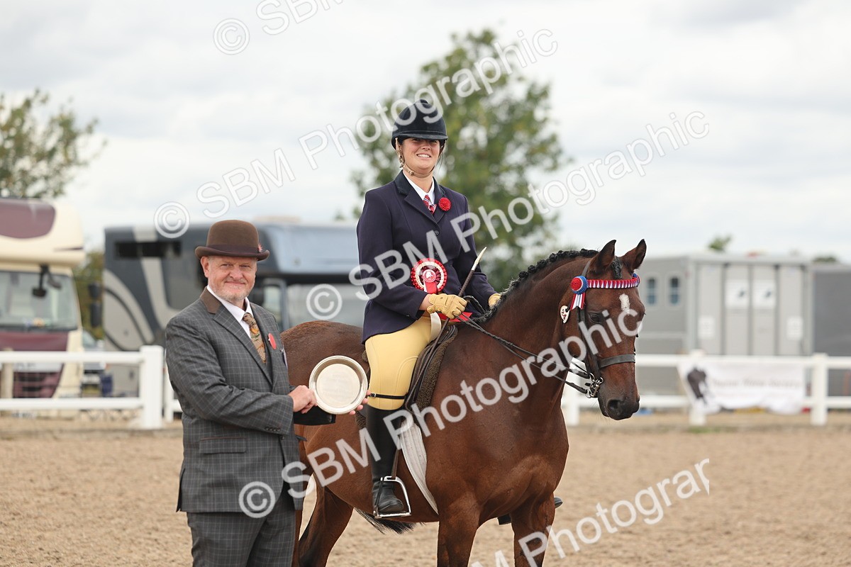 SBM_16068 - Class 311 - Ridden Show pony-Show hunter Pony