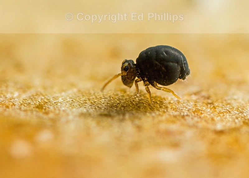 Sminthurinus igniceps