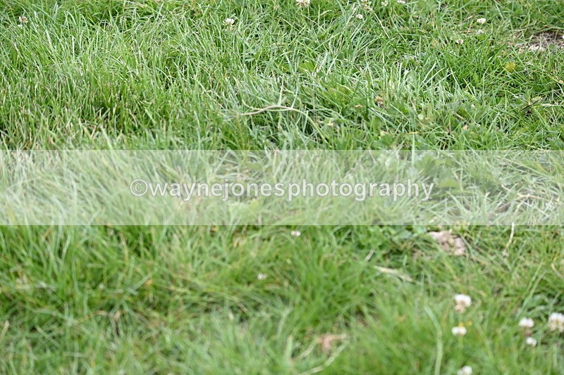 WJ6_3528 - Class 5 80cm Pairs