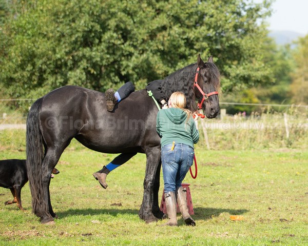 friesians 101-137 - Friesians