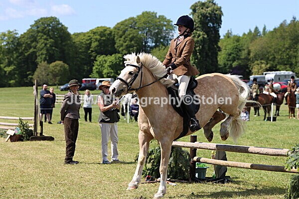 IMG_3672 - Working Hunter