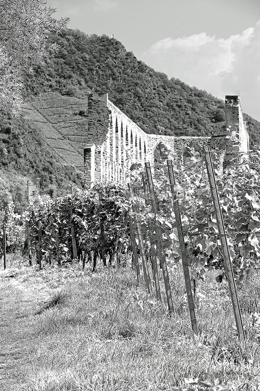  - Vineyards & Vines / Weinberge & Reben