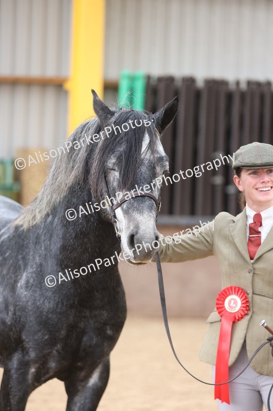 20251109-1023 - Class 27 - Stallions 4 Years and over