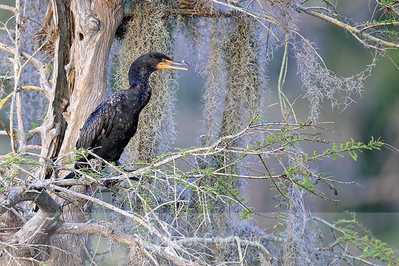 Double-crested Cormorant perched in tree, Blue Cypress Lake, Florida - Double-crested Cormorant