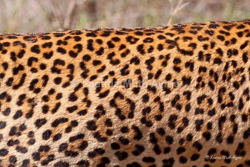 IMG_0990 Nakuru - Leos & Cheetahs