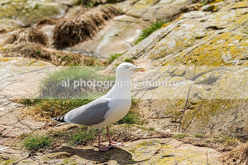 _CNP0520 - Farne Isles