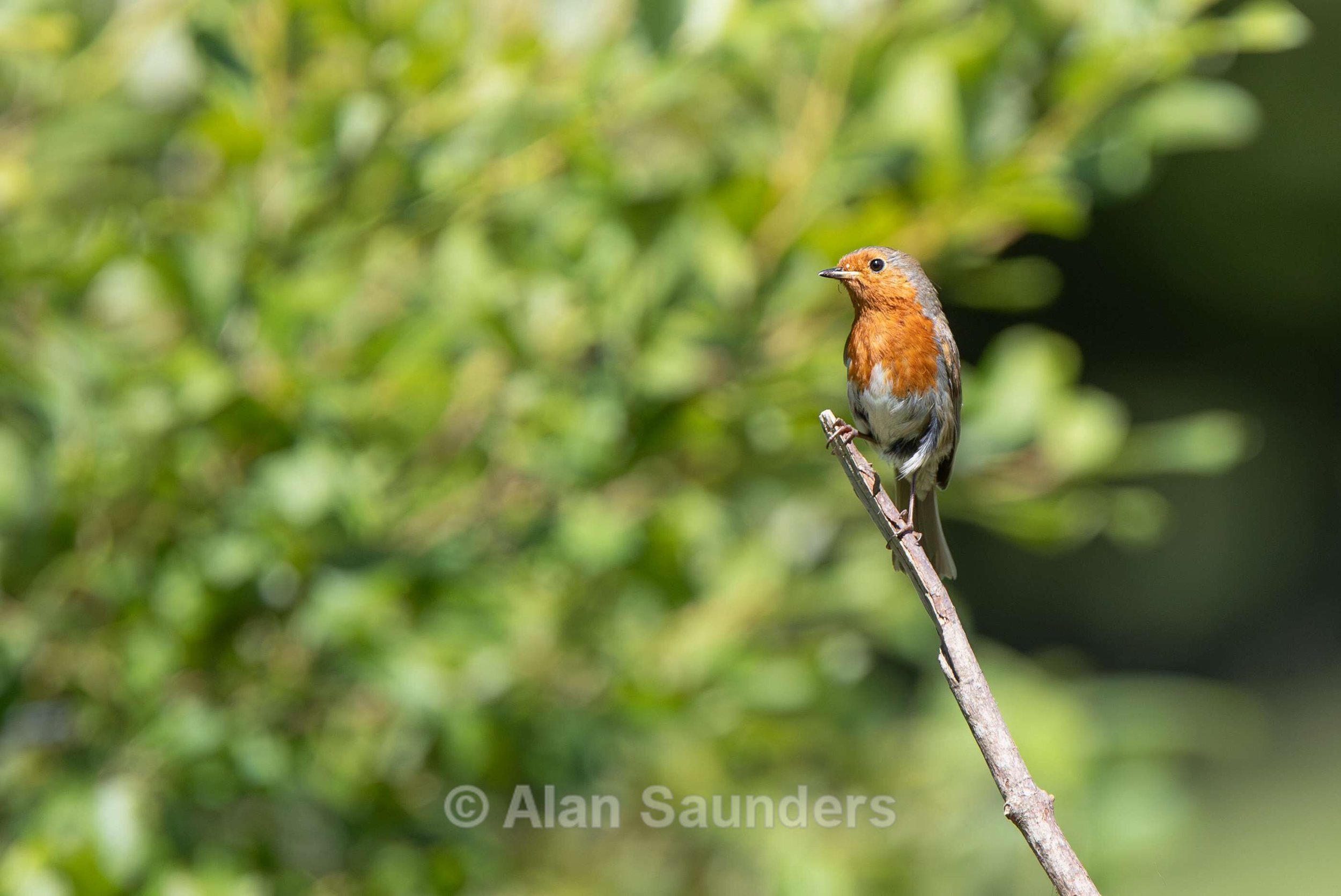 Robin 2