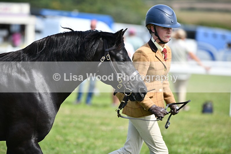 DSC_8402 - Class 68: Part Bred In Hand M & M