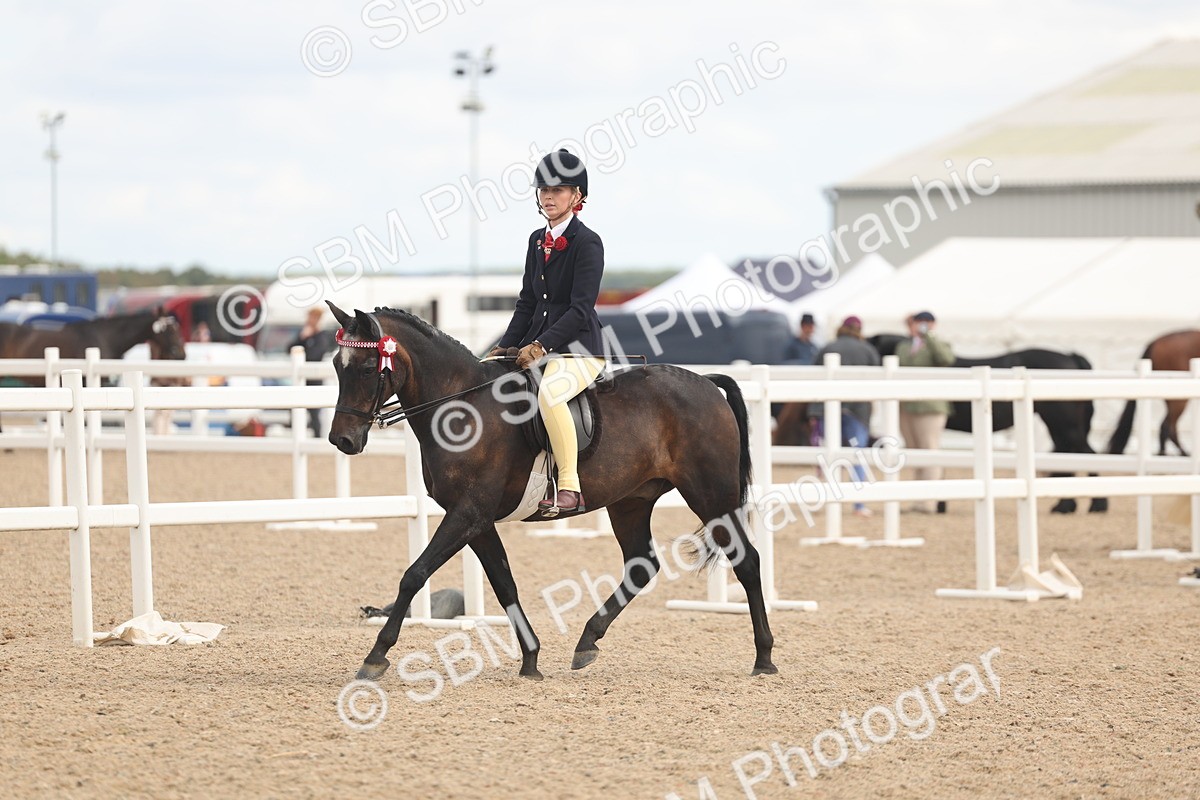 SBM_16020 - Class 311 - Ridden Show pony-Show hunter Pony