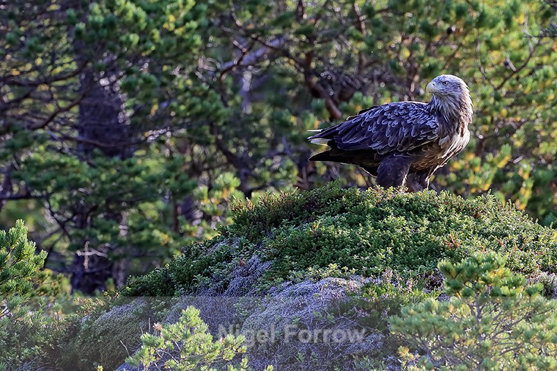 Sea Eagle perched on mound, Smedholmen, Flatanger, Norway - White-tailed Sea-Eagle