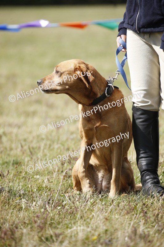 20250831-3781 - Dog Show