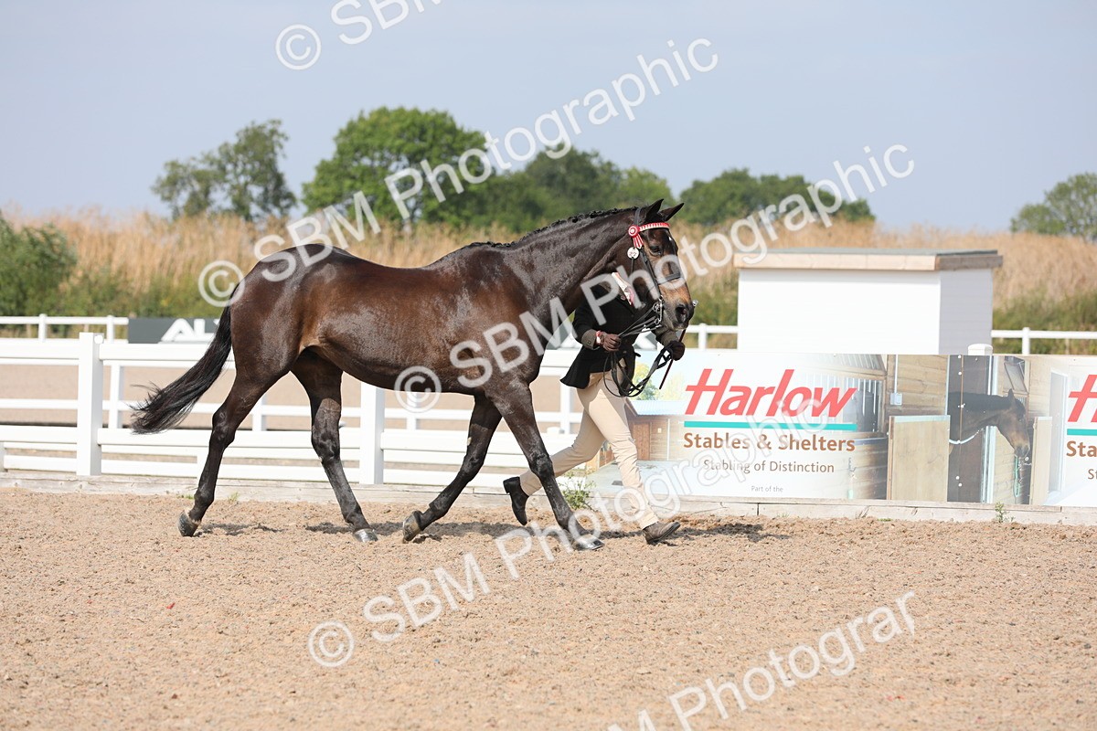 SBM_15699 - Class 312 IH Competition Horse/Pony