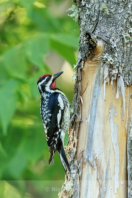 Yellow-bellied Sapsucker (male), Minnesota, USA - Yellow-bellied Sapsucker