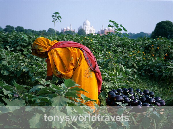 Woman collecting eggplants with the Taj Mahal in background - India