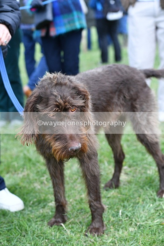 WJ5_9261 - Class 1 Best Cross Breed / Heniz 57