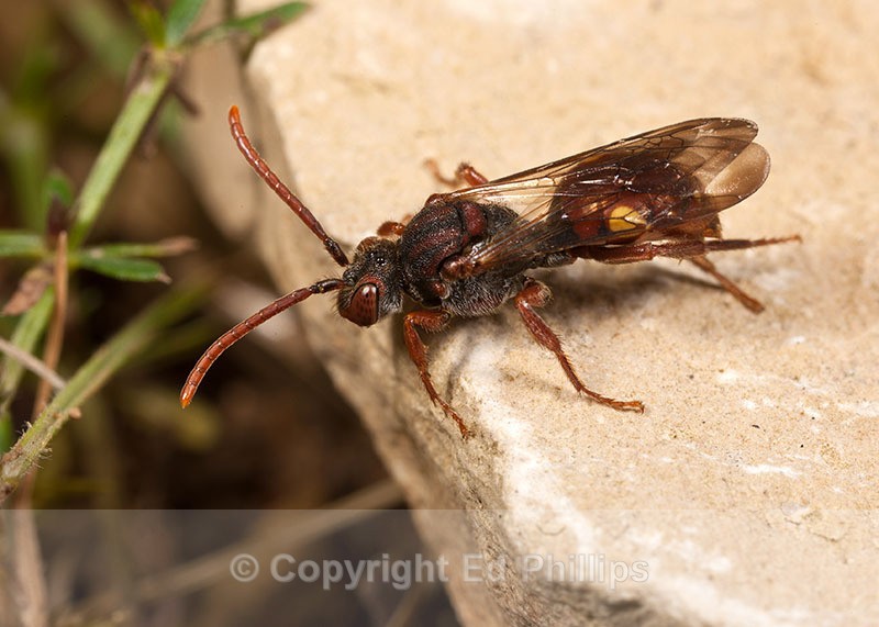 Nomada hirtipes (f) - Nomada hirtipes