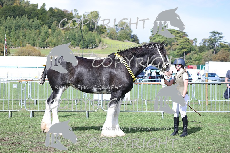 APP_3457 - Class 6 Young Handlers