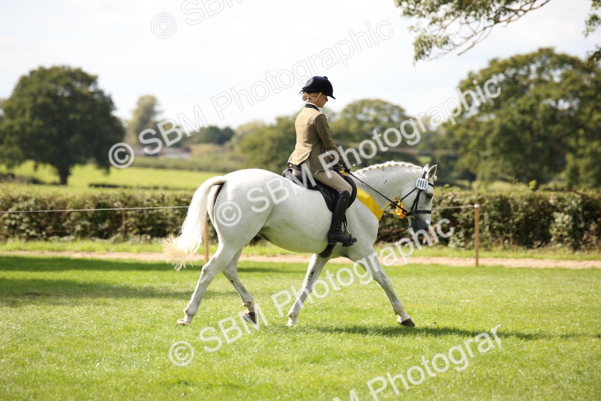 SBM_42395 - S13 - Pony Club Pony