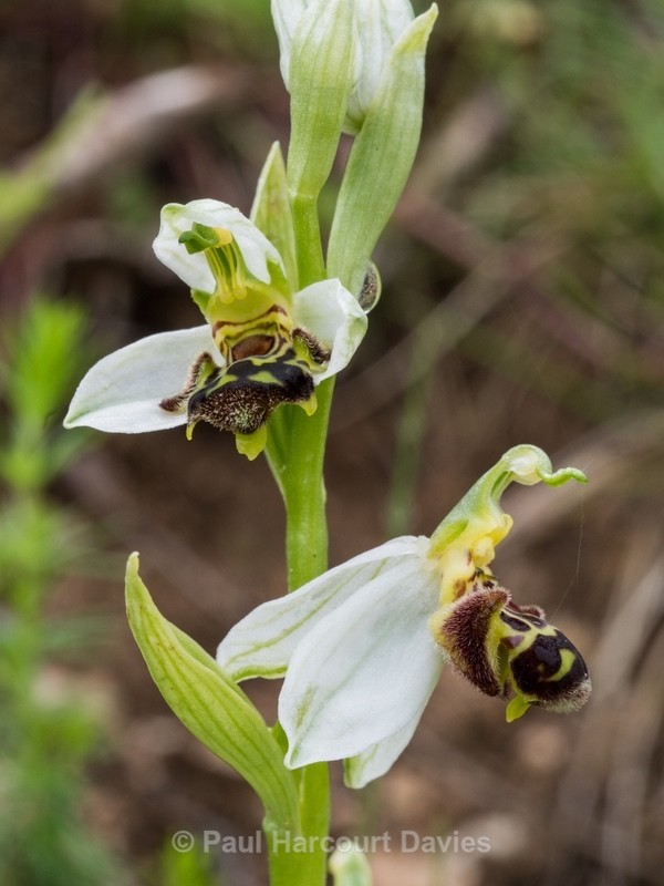 Bee Orchid (Ophrys apifera)  - Wild Orchids - 1