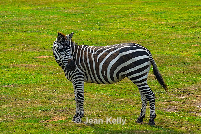 Zebra - DSC_0286 - Equine