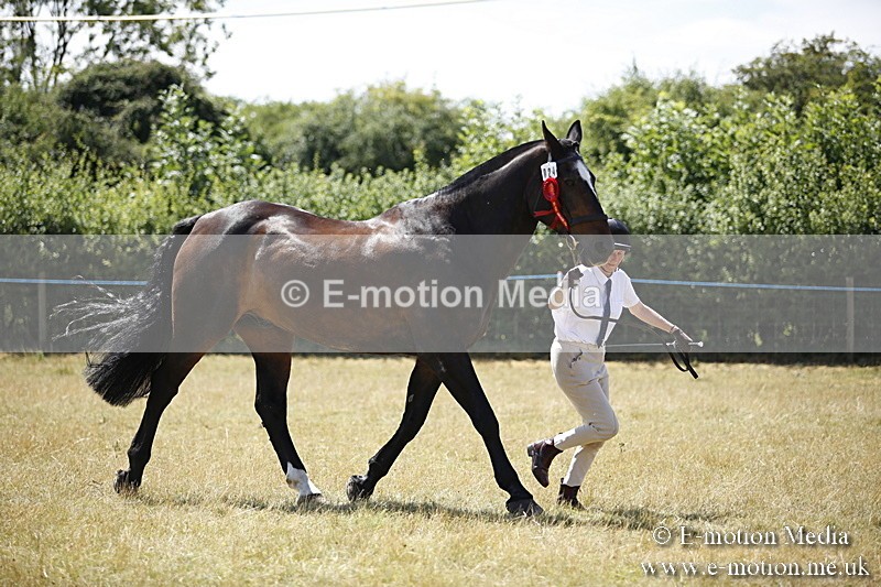 _C7A0147 - In Hand Championship BVRC Show 2018