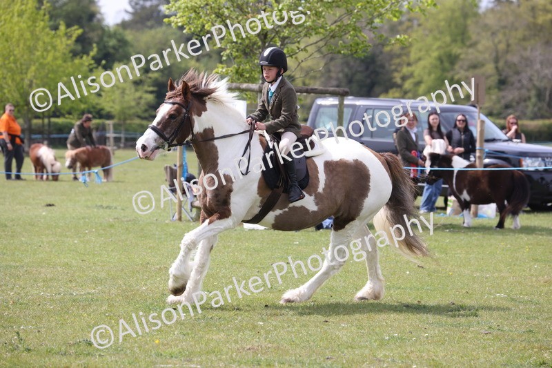 20260426-4413 - Class 34 - Best Riding Horse Over 14.2hh