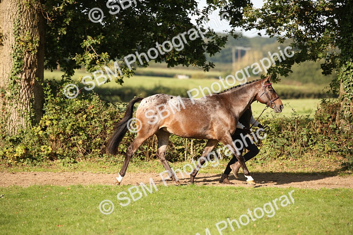SBM_59356 - S52 - Other Coloured Horse In Hand