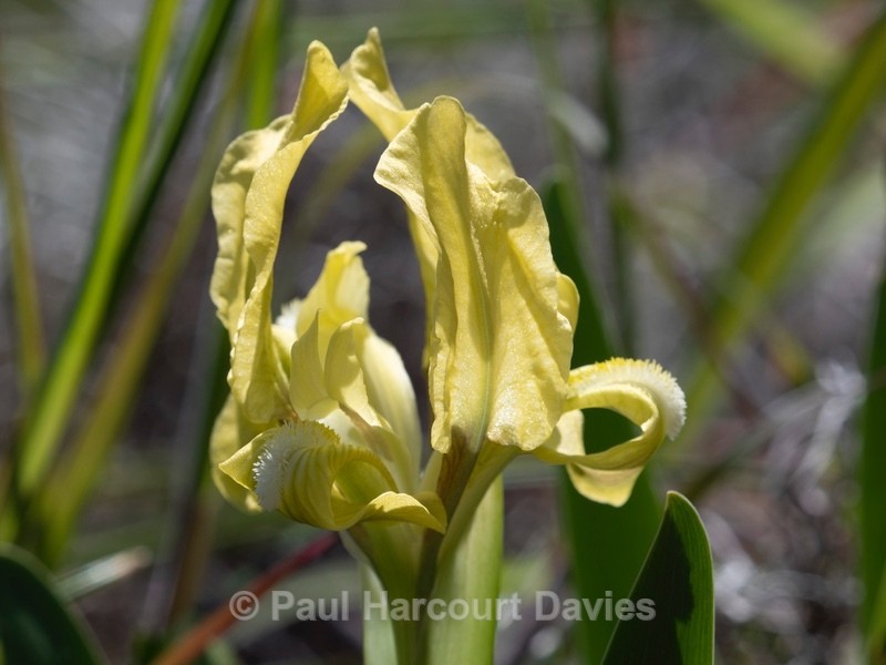 Sicilian iris (Iris pseudopumila) - Flower Portraits