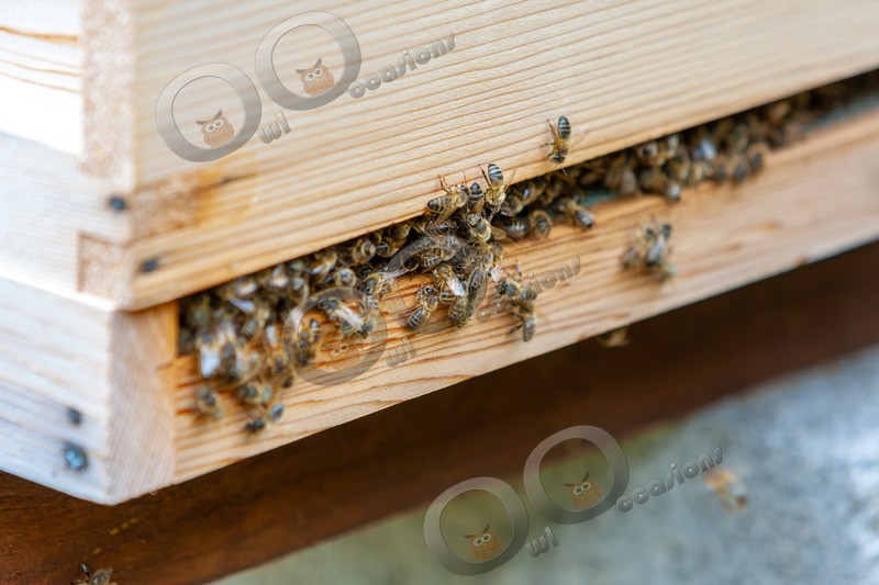 honey bee Apis mellifera-7038 - Insects from around the world