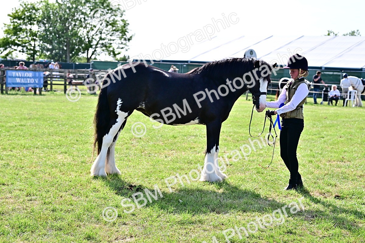 SBM_10178 - Class 63-65 - Traditional Gypsy Cobs In Hand & Ridden