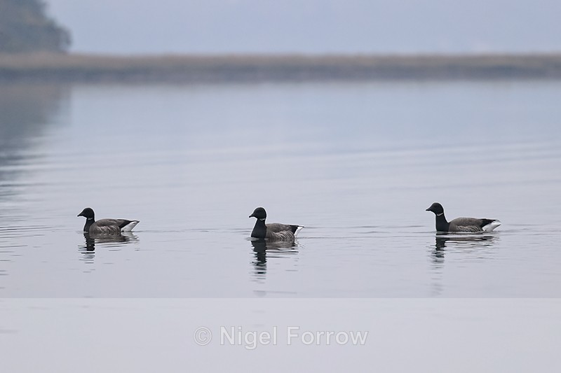 Brent Geese swimming calm water, Poole Harbour, Dorset - Brent Goose
