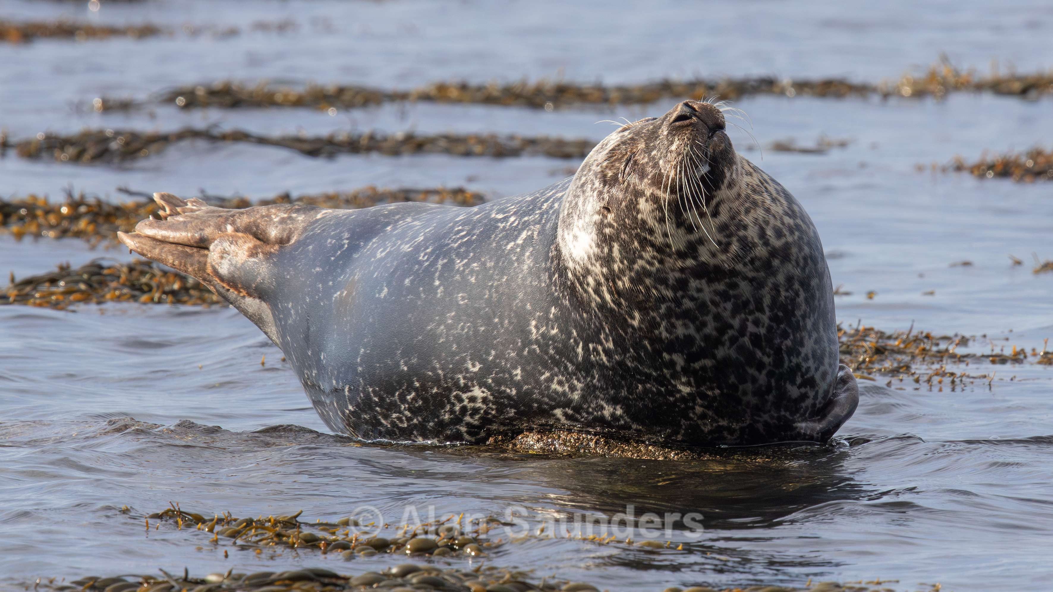 Common Seal 3