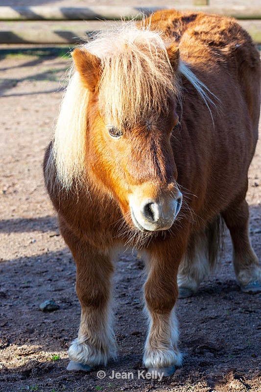 Shetland Pony - DSC_0901 - Equine