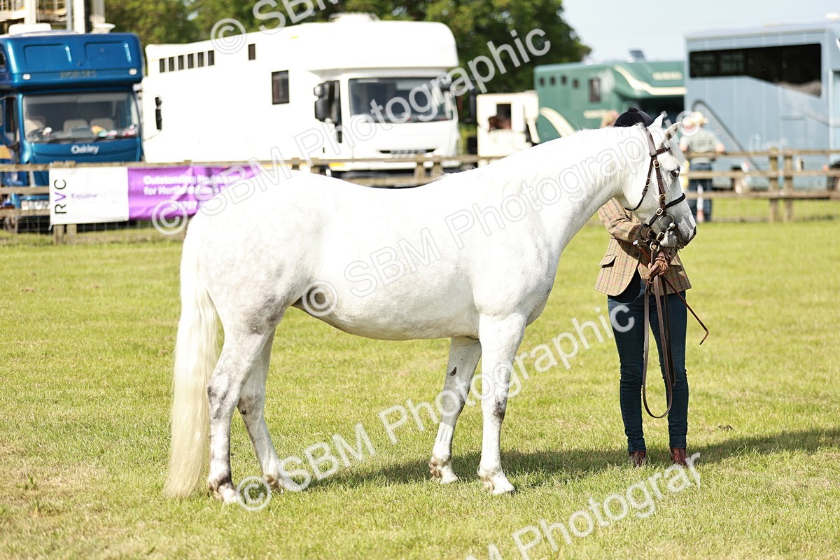 SBM_01634 - Class 14-23 - Mountain & Moorland In Hand Non Welsh