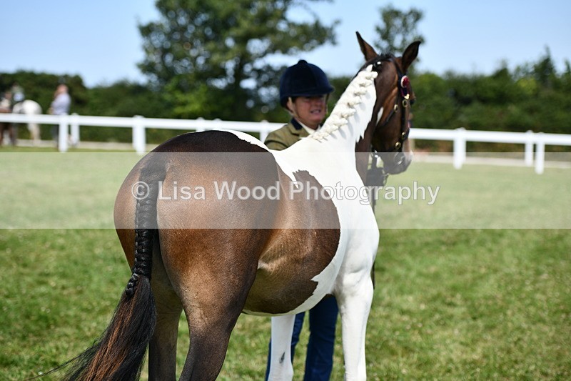 DSC_7493 - Class 63: Coloured Horse Youngstock
