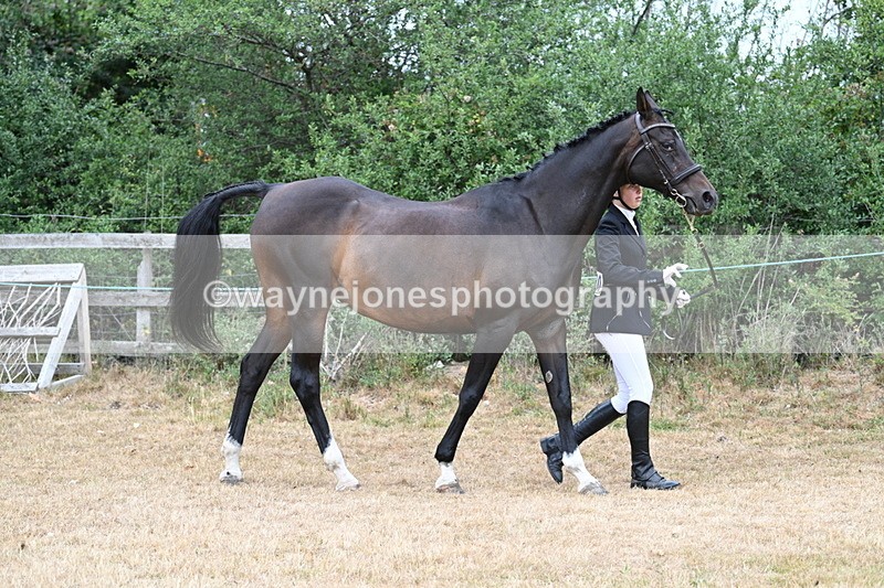 WJ7_9014 - Class 4a Prettiest Mare 14.2hh and over