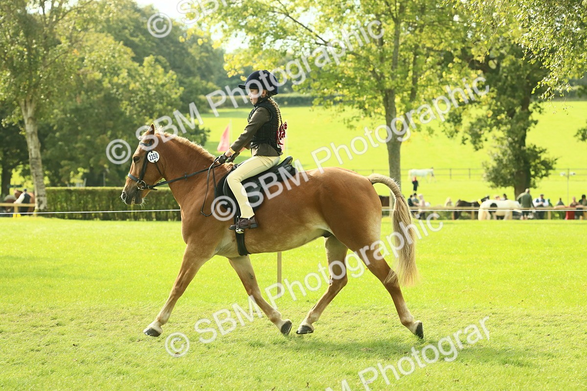 SBM_62501 - S62 - Foreign Breeds Ridden