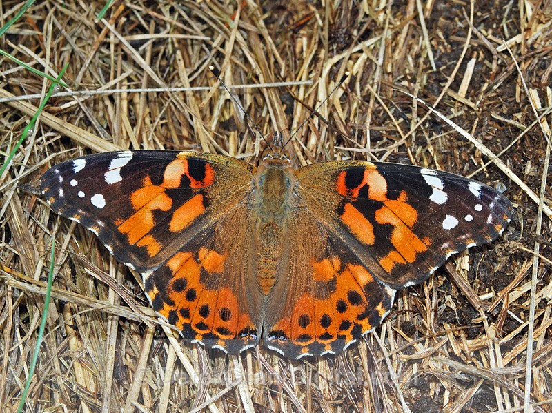 Painted Lady - 2 - Butterflies & Moths of Atlantic Canada