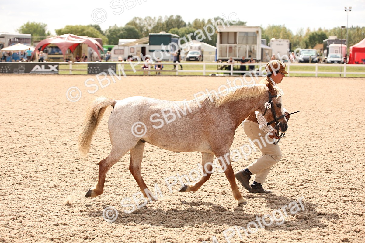 SBM_04650 - Class 20 IH Veteran