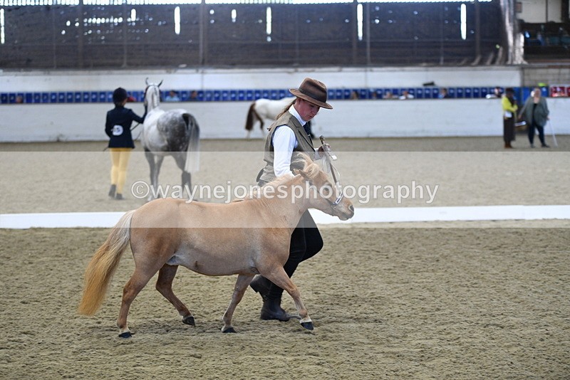 WJ5_3888 - Class 5 In Hand Veterans