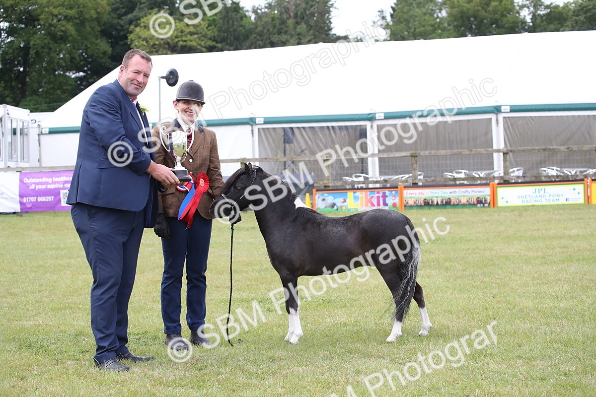 SBM_03560 - Class 23-25 - British Miniature Horse of the Year