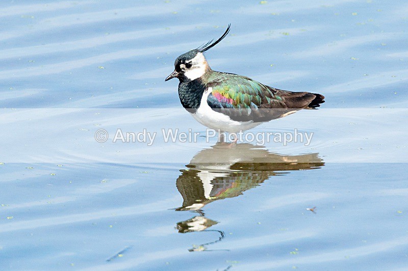 20180605-Woolston-8E0A9188 - Lapwing